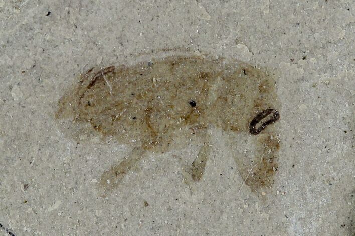 Fossil Weevil (Curculionoidae)- Green River Formation, Utah #108815